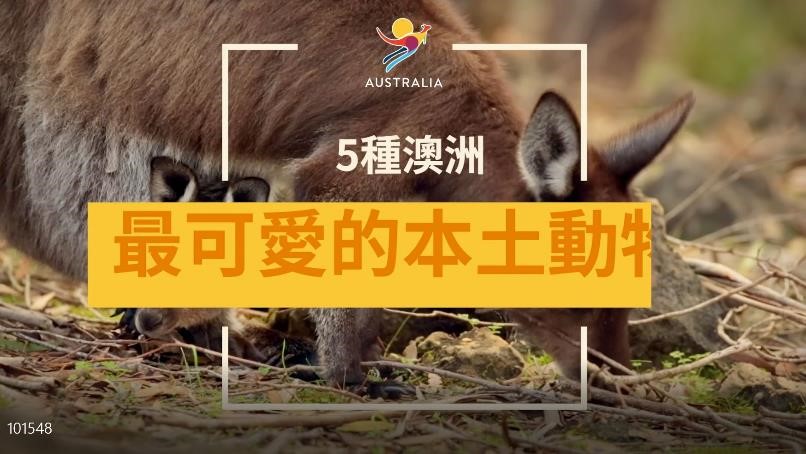 Top 5 Cutest Animals in Australia